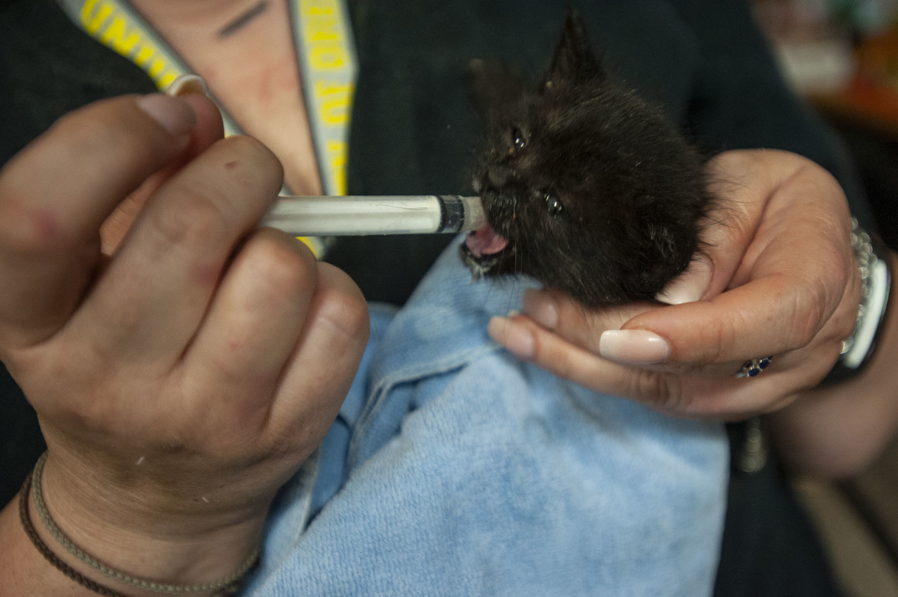 Bandon Animal Rescue